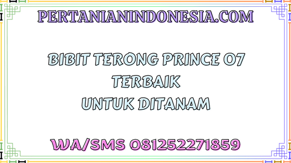 Bibit Terong Prince 07 Terbaik Untuk Ditanam